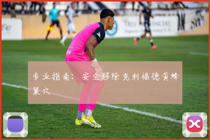 专业指南：安全移除克利福德黄蜂巢穴